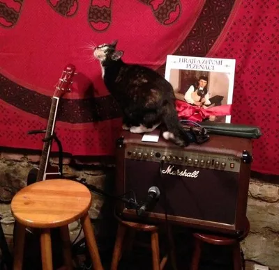 Hrají a zpívají Plzeňácí: hudebnické zátiší s elpíčkem, které dal SADu Filtr, oživil kocourek, jenž předtím skočil na mixpult a vypnul Zykýho